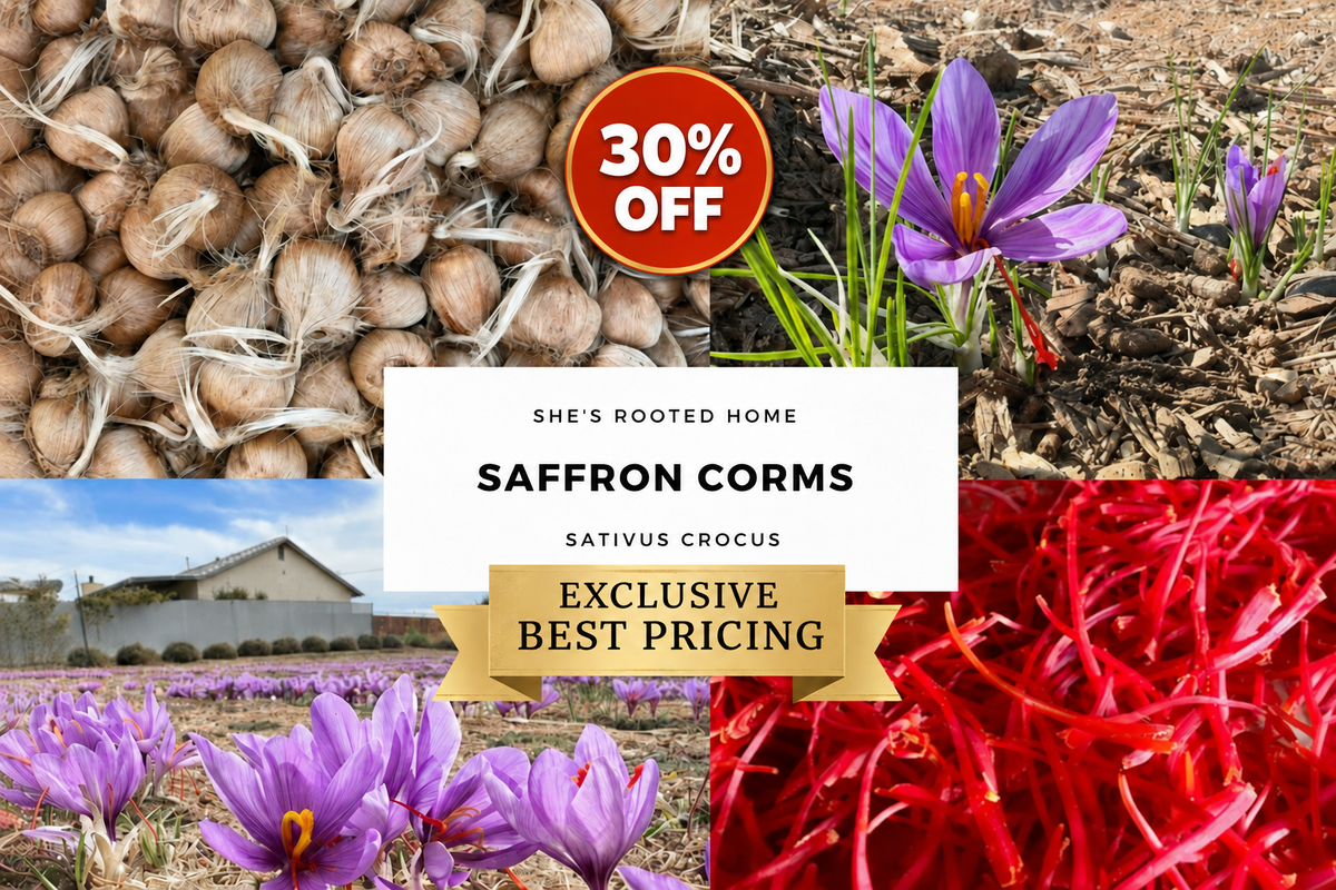 1250-count saffron kit with centered 30% OFF badge and Exclusive Best Pricing banner