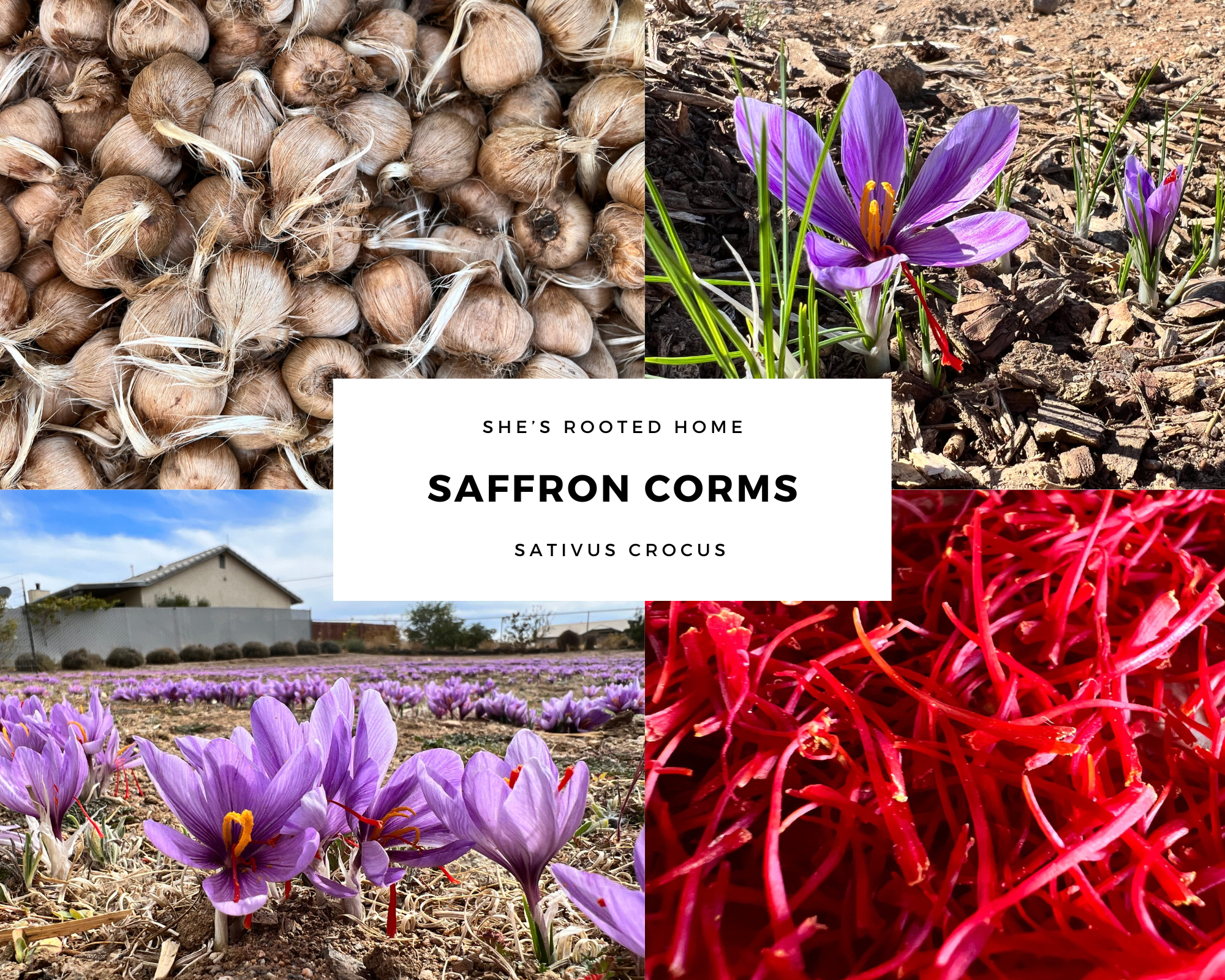 Grow Your Own Saffron at Home Beginner-Friendly (12 count) – She's Rooted  Home