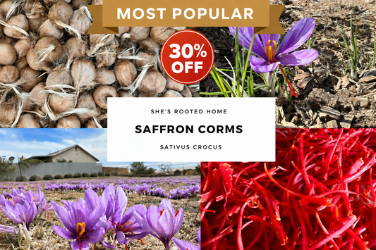 24-count saffron image with Most Popular banner and centered 30% OFF badge