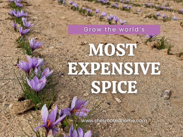 Grow Your Own Saffron at Home Beginner-Friendly (24 count)