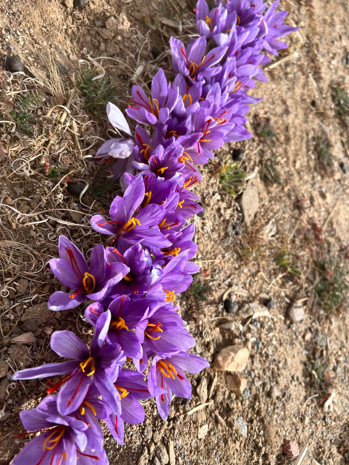 Saffron Rhodes She's Rooted Home