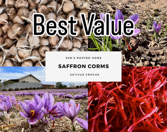 Grow Pack – Best Value | 100 Large Corms