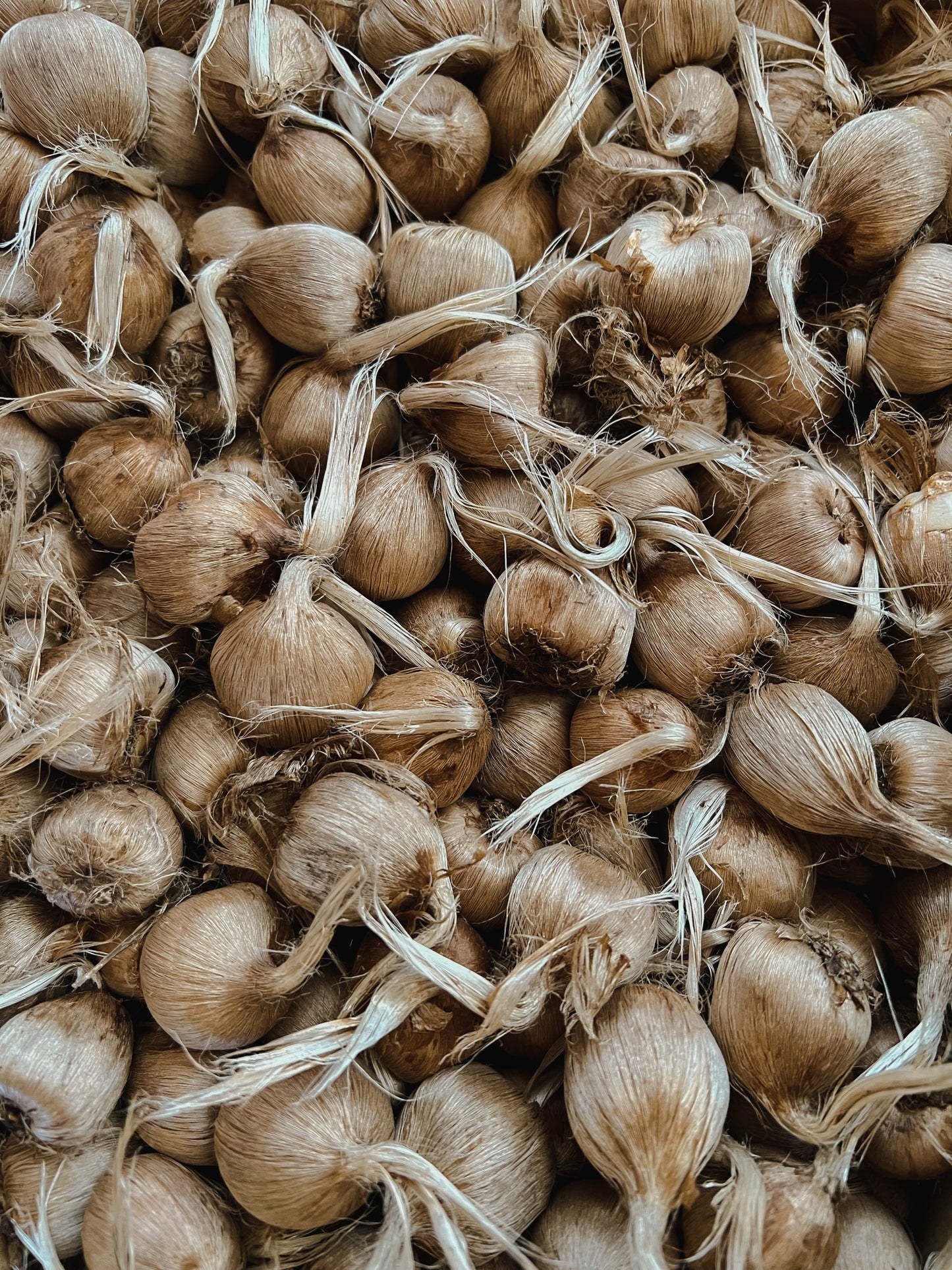 Grow Your Own Saffron at Home Beginner-Friendly (24 count)