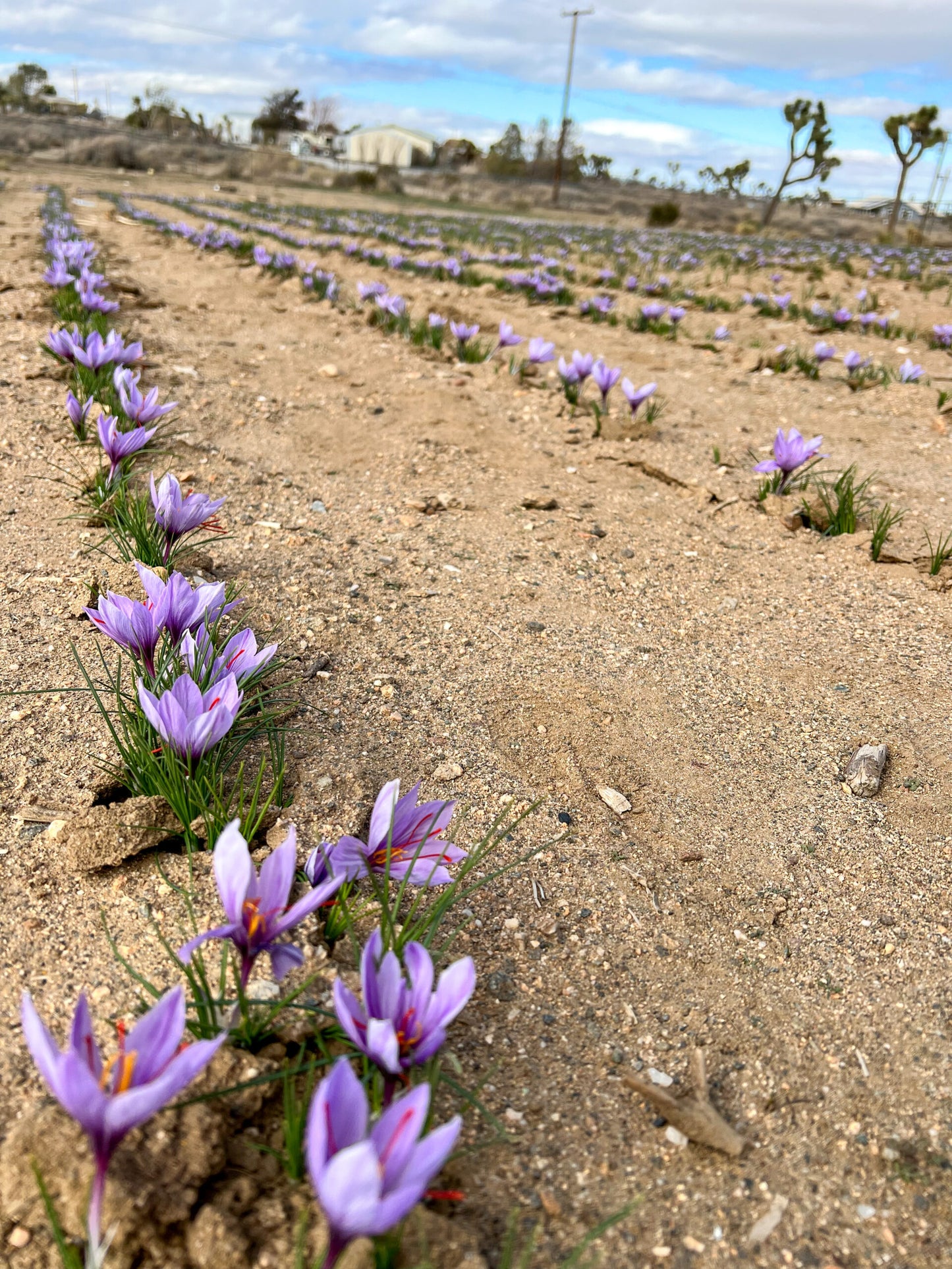 Guidebook (Growing, Harvesting & Marketing Saffron)