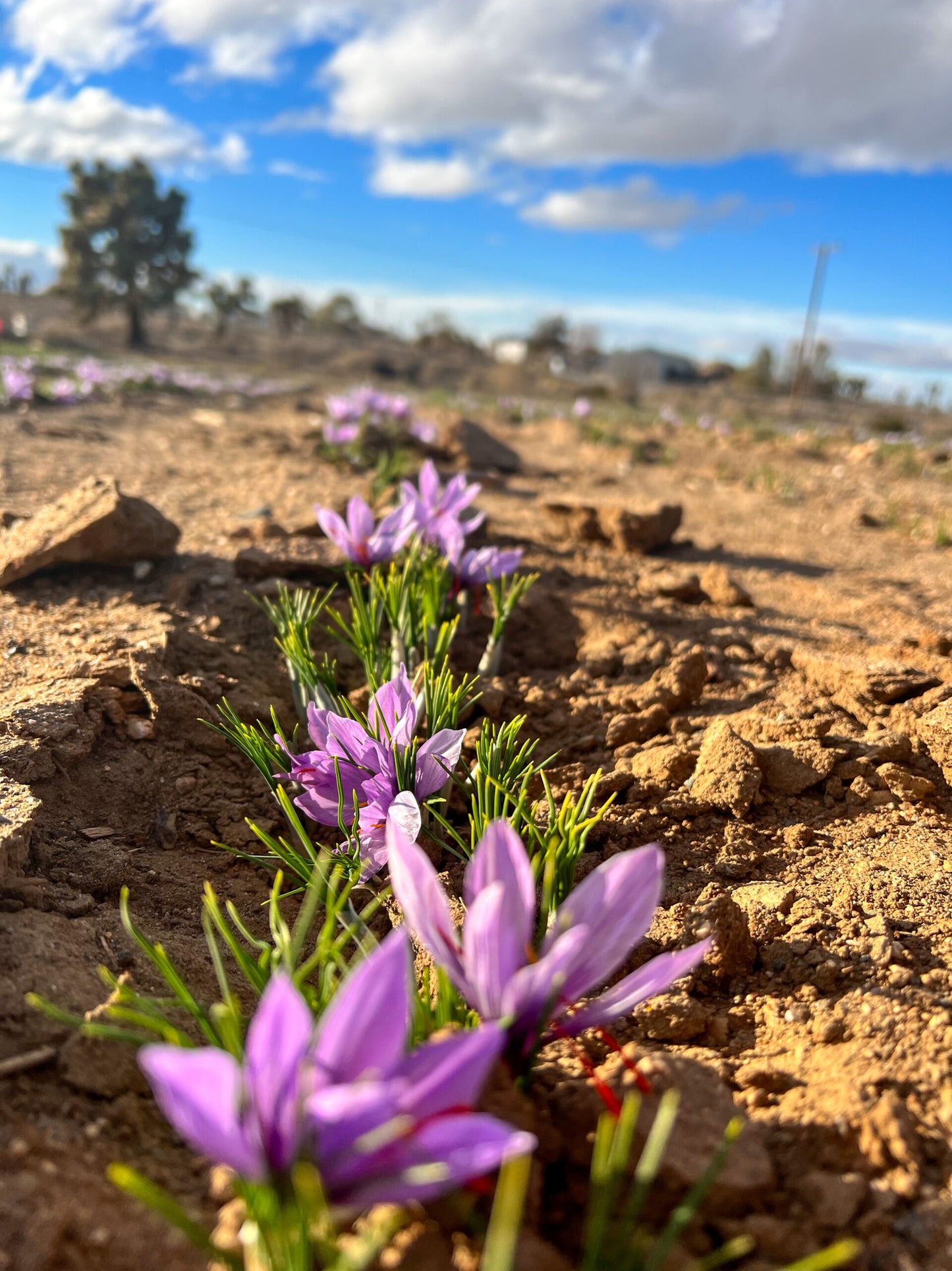 Guidebook (Growing, Harvesting & Marketing Saffron)