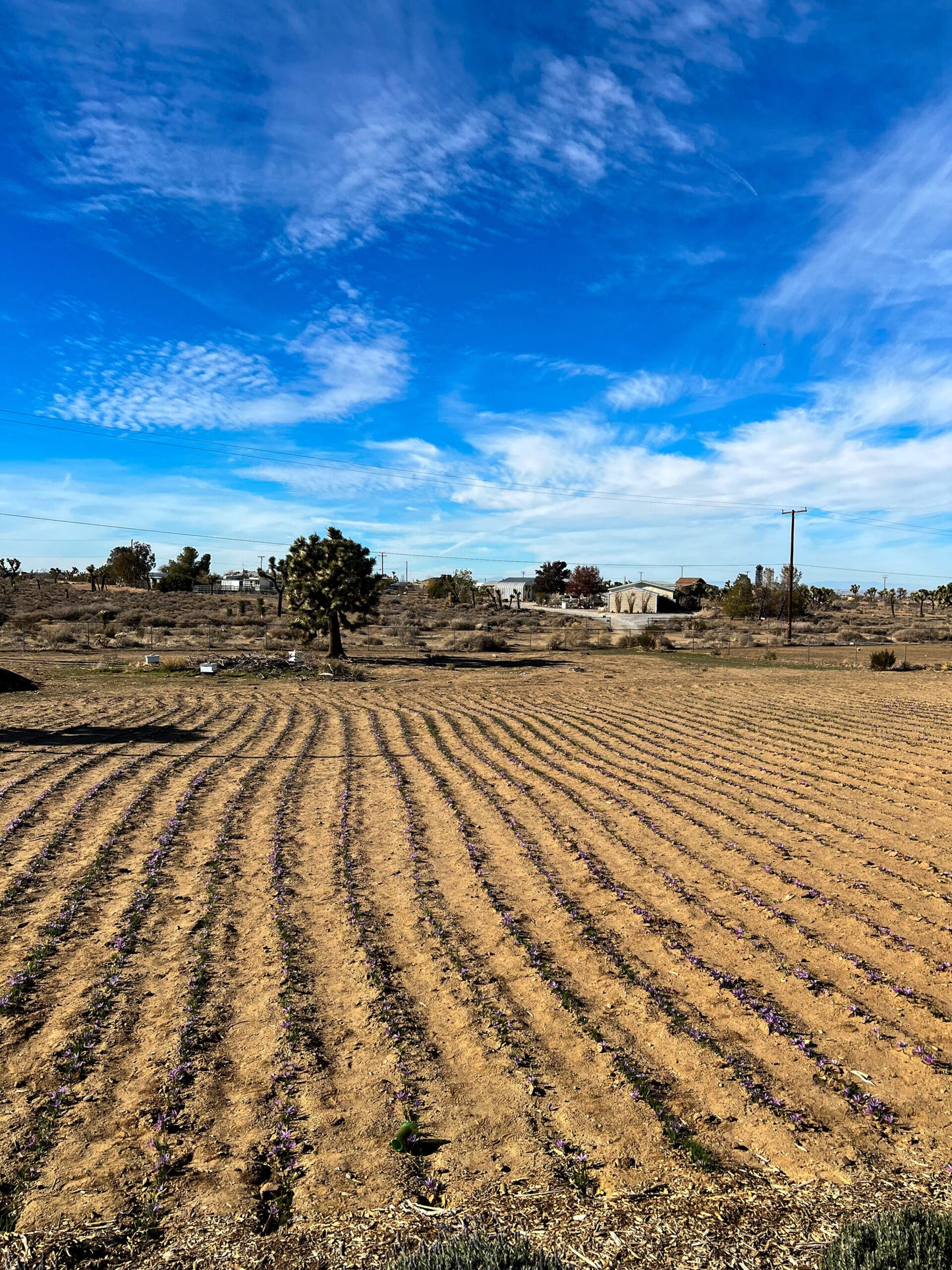 Grow Your Own Saffron at Home Beginner-Friendly (100 count)