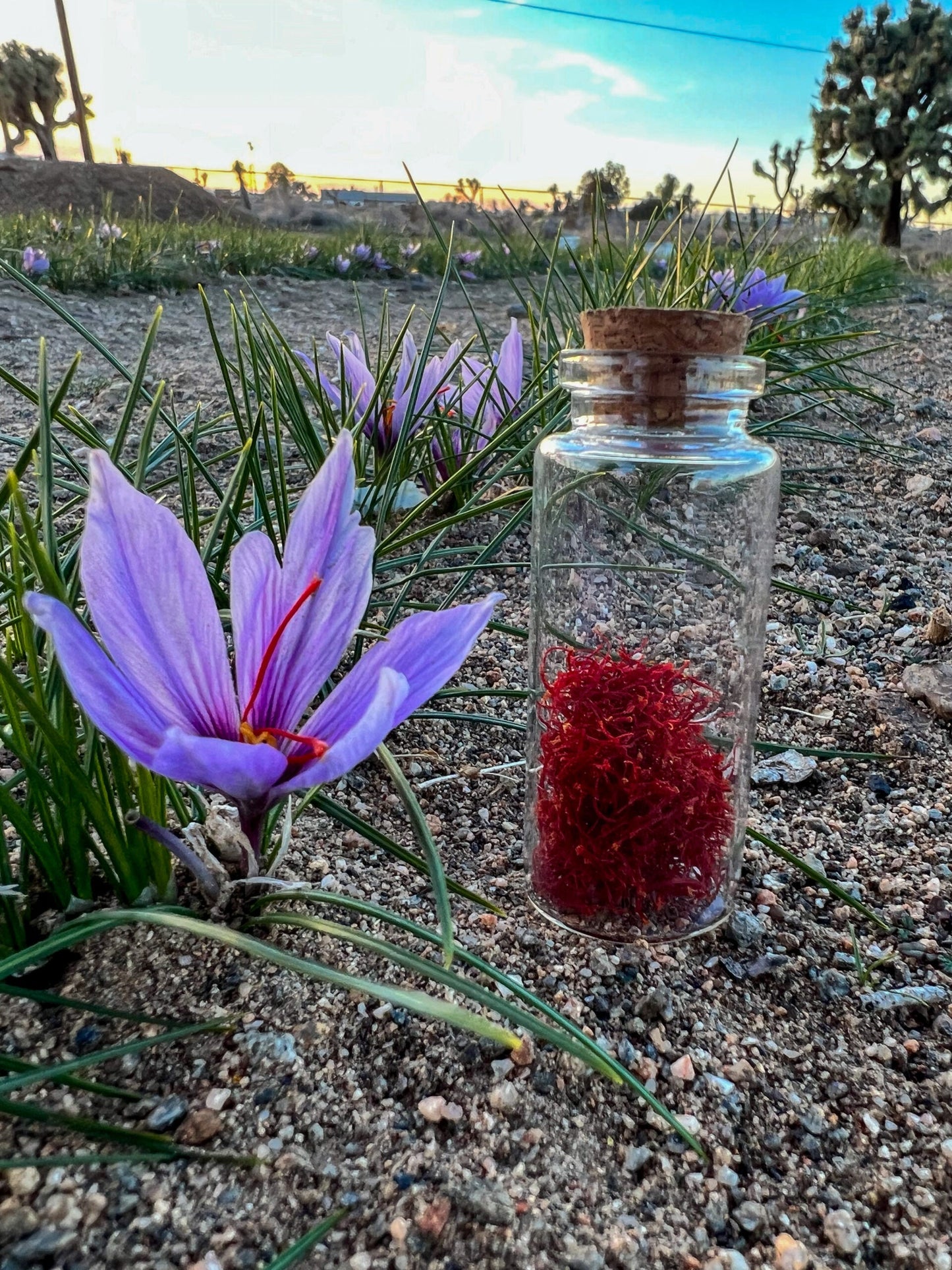 The Saffron Growers Club