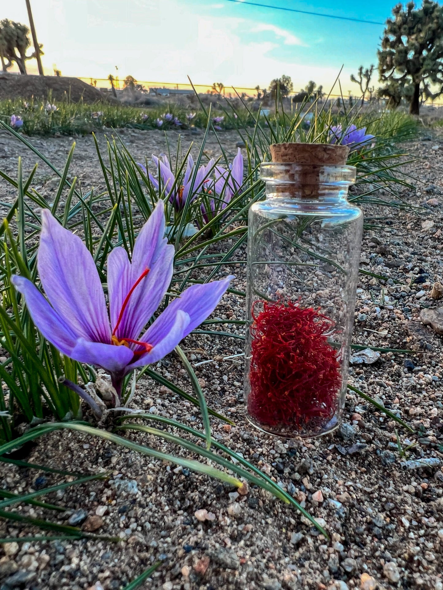 Guidebook (Growing, Harvesting & Marketing Saffron)