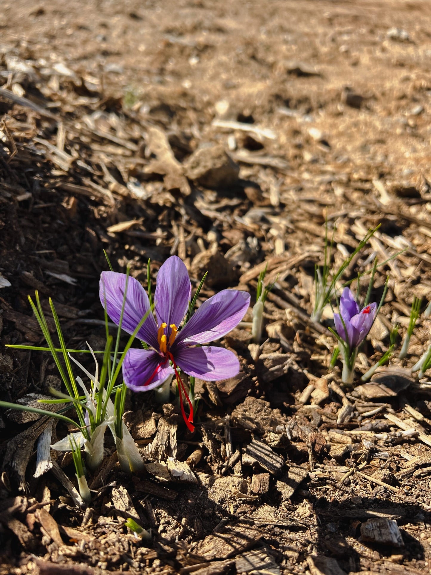 Grow Your Own Saffron at Home Beginner-Friendly (24 count)