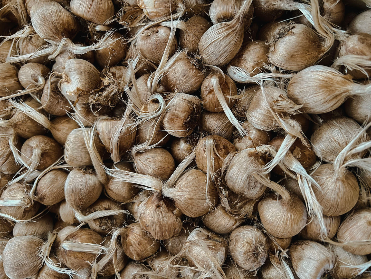 Grow Your Own Saffron at Home Beginner-Friendly (100 count)