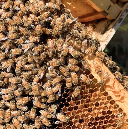 A Beginners Guide to Beekeeping