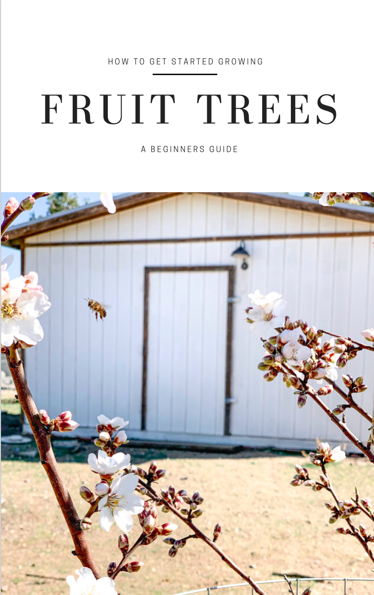 How To Get Started Growing FRUIT TREES, A Beginners Guide