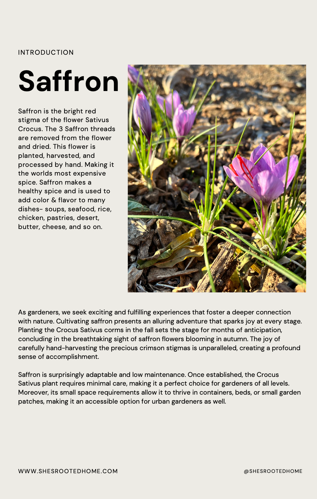 Guidebook (Growing, Harvesting & Marketing Saffron)