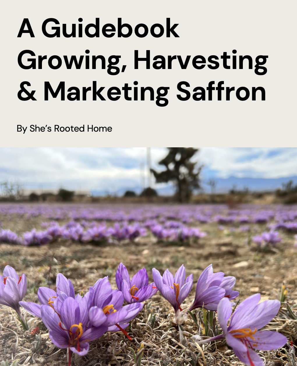 Grow Your Own Saffron at Home Beginner-Friendly (100 count)