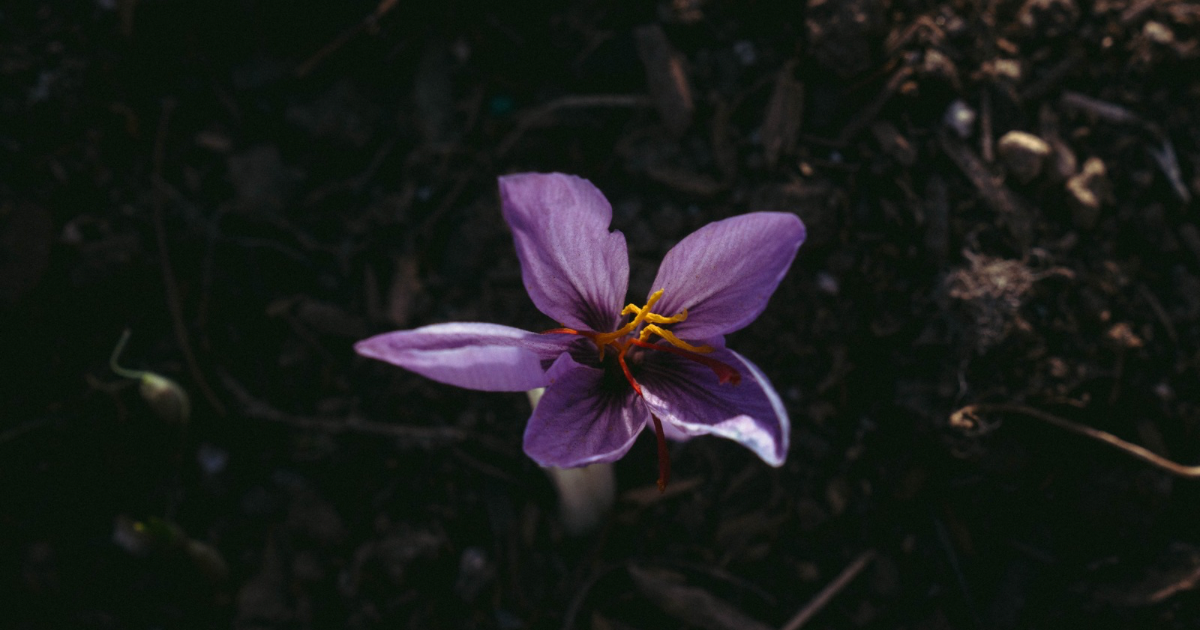The Saffron Growers Club