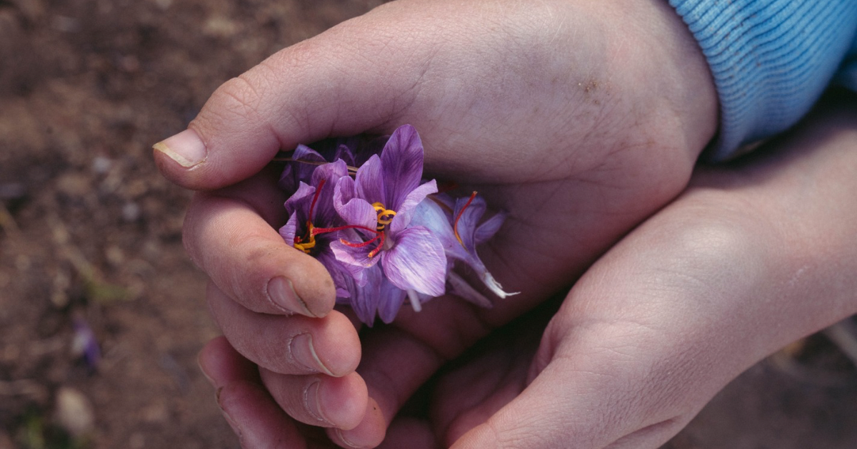 The Saffron Growers Club