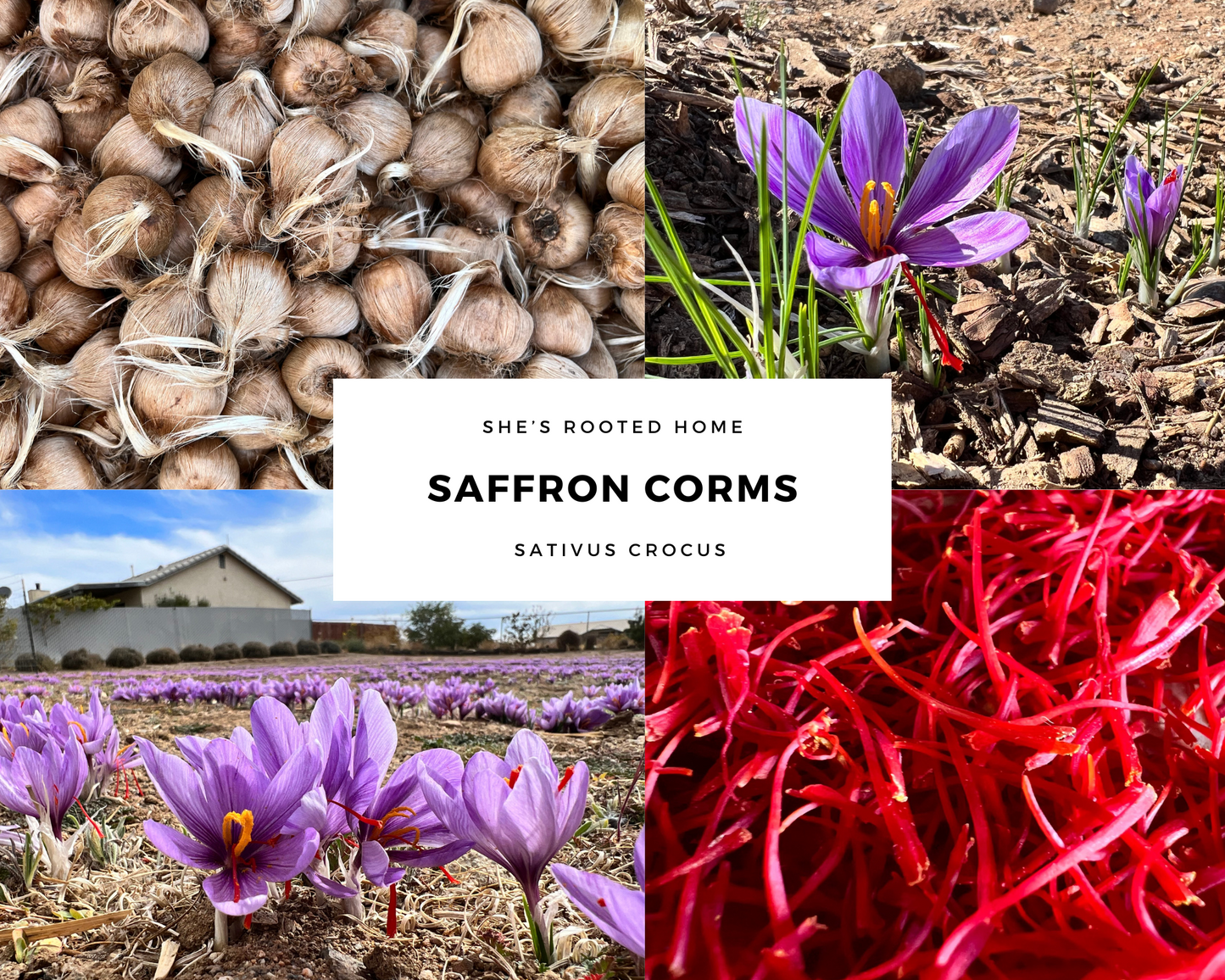 Grow Your Own Saffron at Home Beginner-Friendly (100 count)