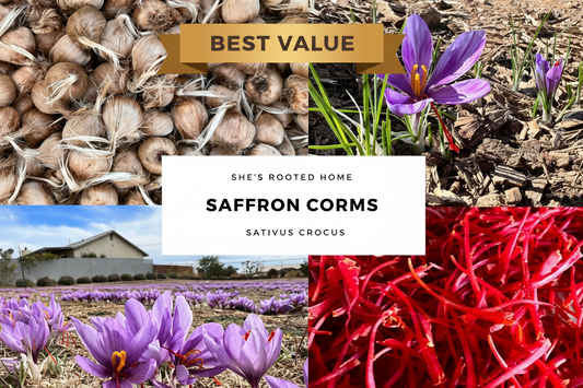 Best Value Badge – 100 Corms