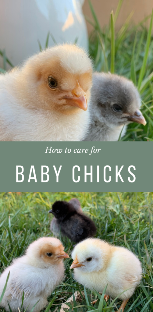 How To Get Started With Baby Chicks - She's Rooted Home