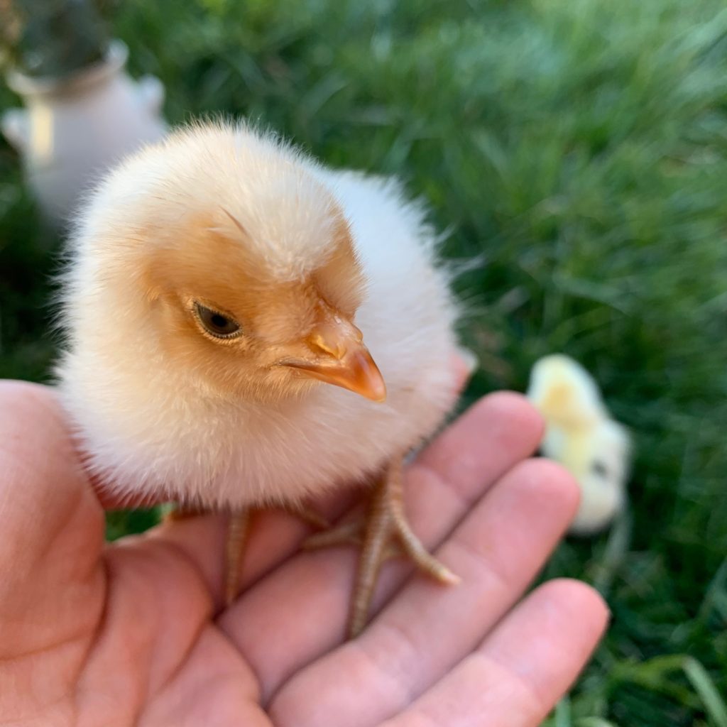 How to care for baby chicks and the supplies needed