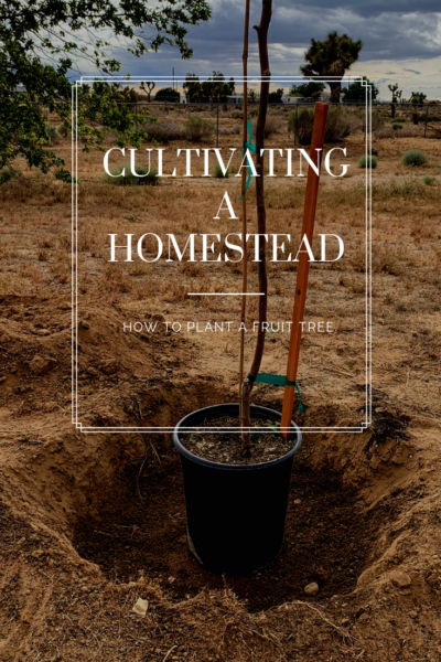 How to plant a fruit tree cultivating a homestead A step by step guide to planting a fruit tree