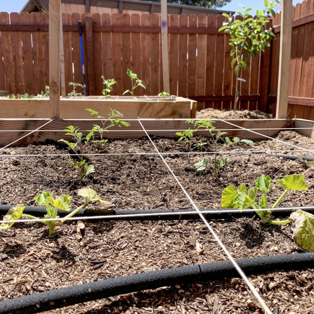 First Time Gardener, Seed Exchange Package Guide She's Rooted Home