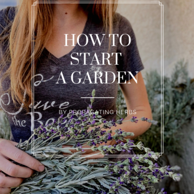 How To Start A Garden By Propagating Herbs