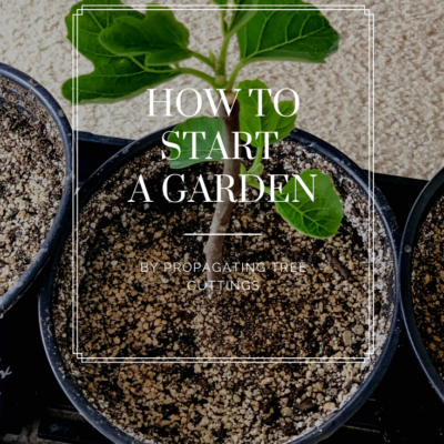 How To Start A Garden By Propagating Tree Cuttings