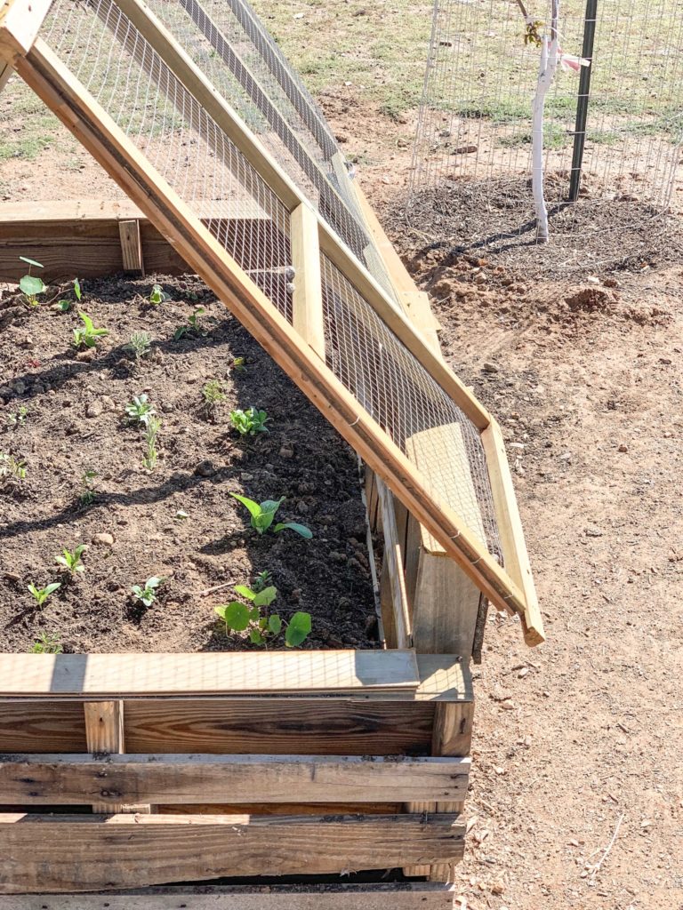 Chicken Victory Garden