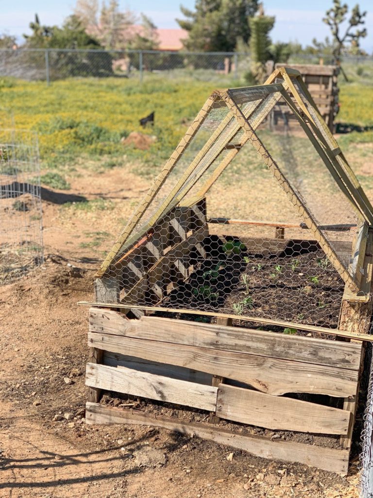 Chicken Victory Garden