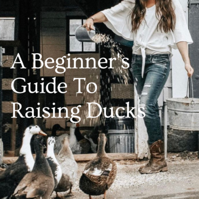 A Beginners Guide To Raising Ducks